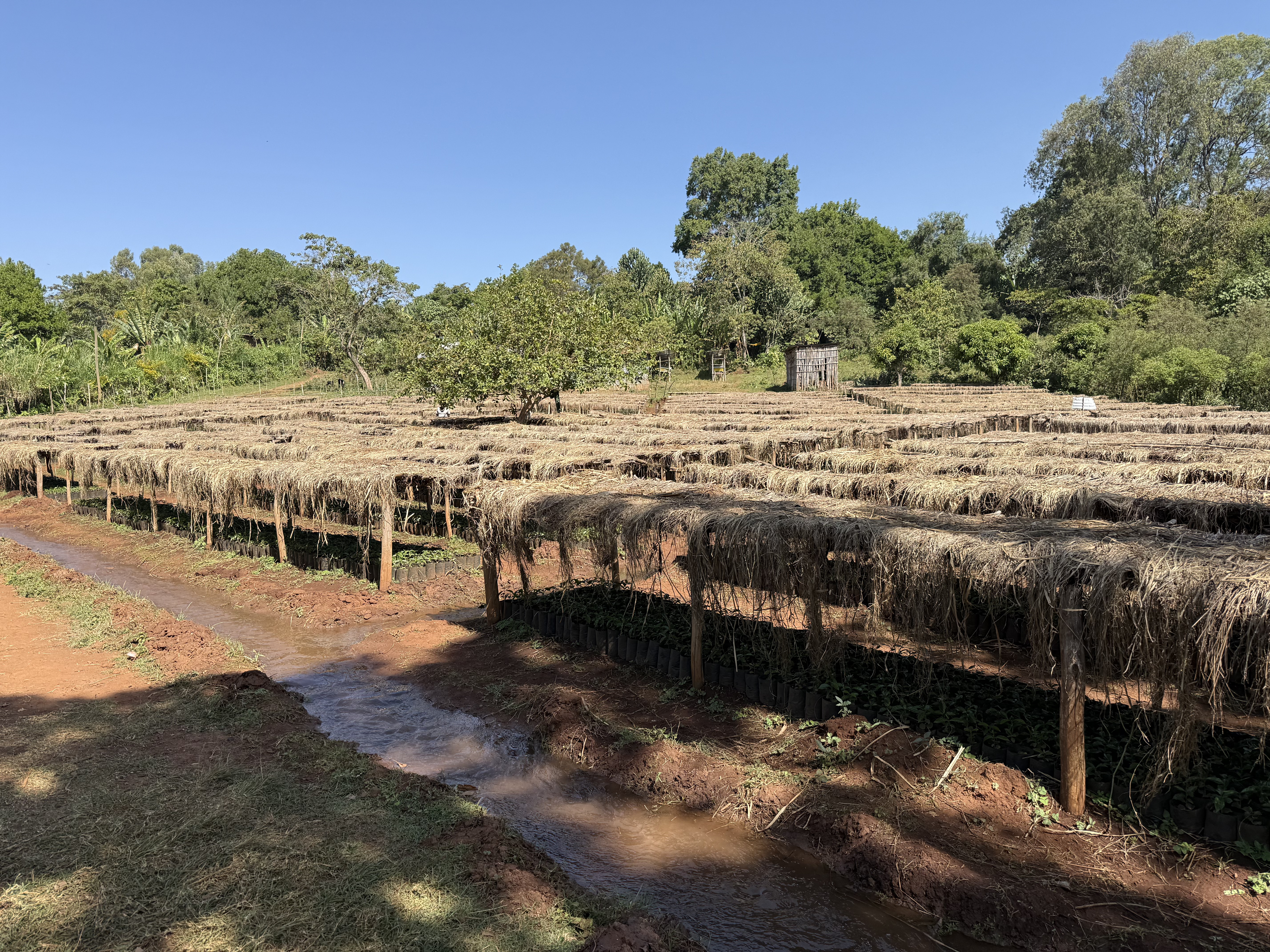 vue sur la ferme de café en Éthiopie