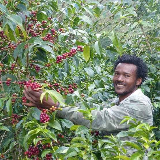 Café Yirgacheffe Halo Bereti - Plaine d'Arômes