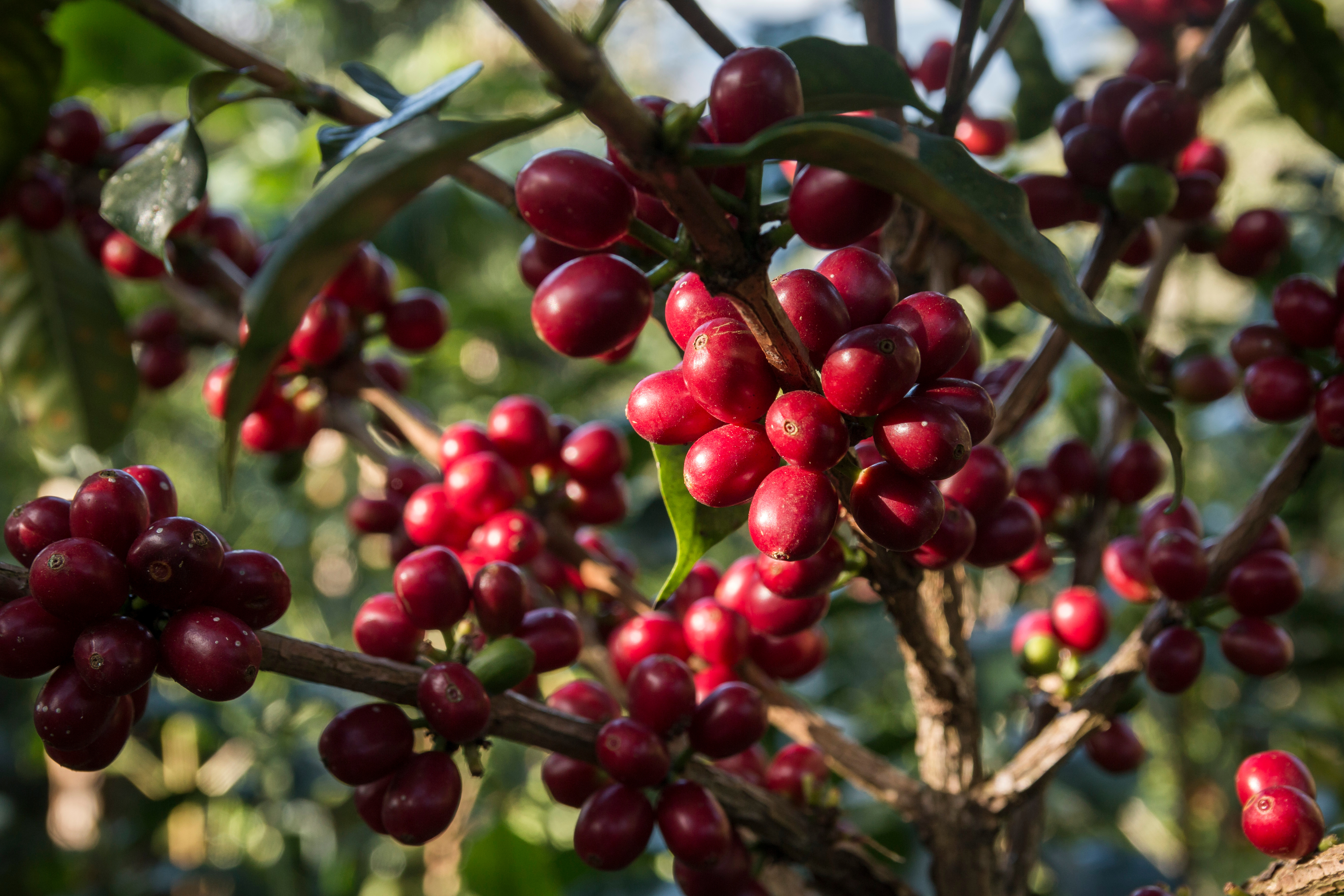 Café grain ou moulu