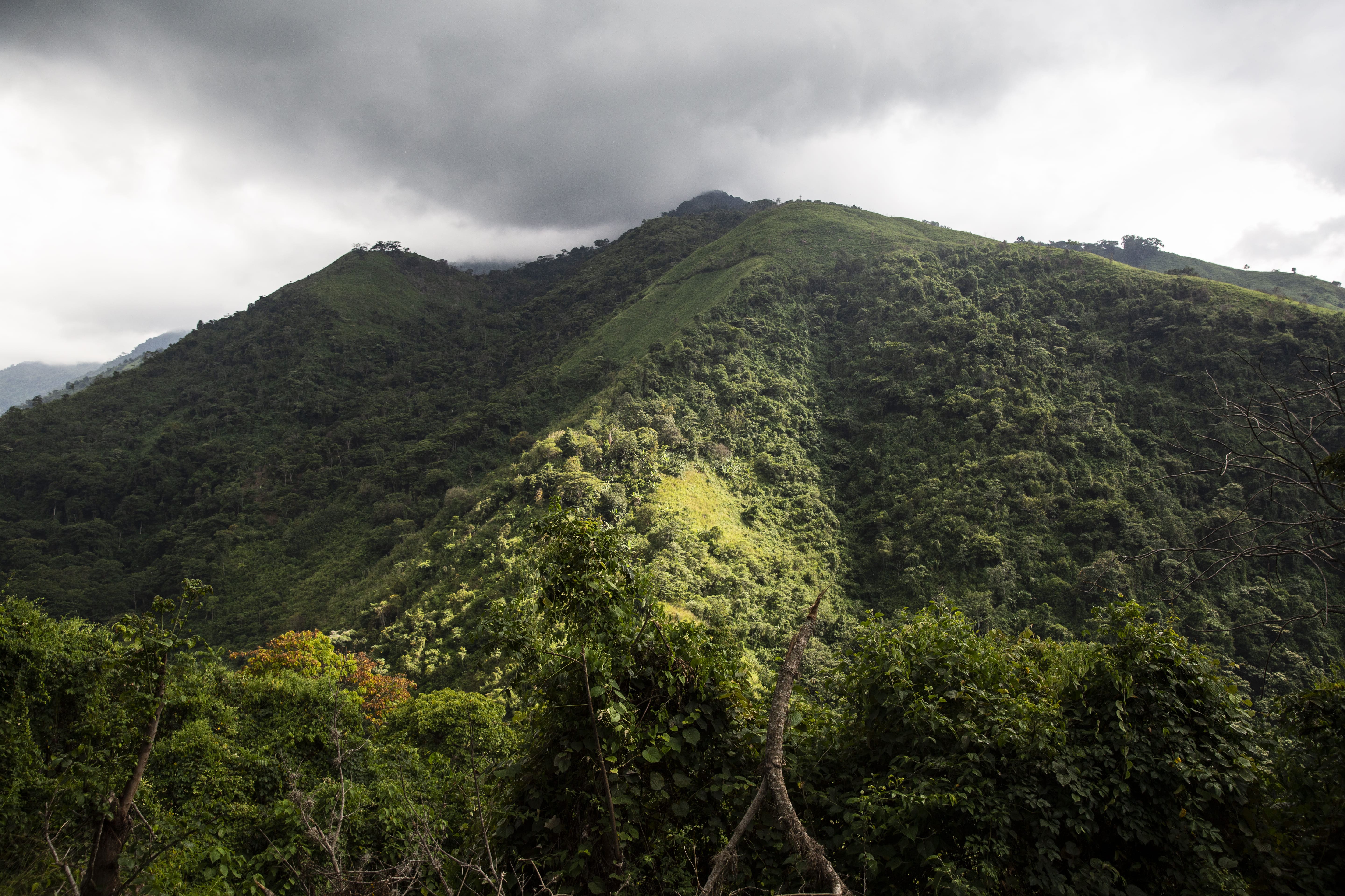 Café  en grains ou moulu Colombie