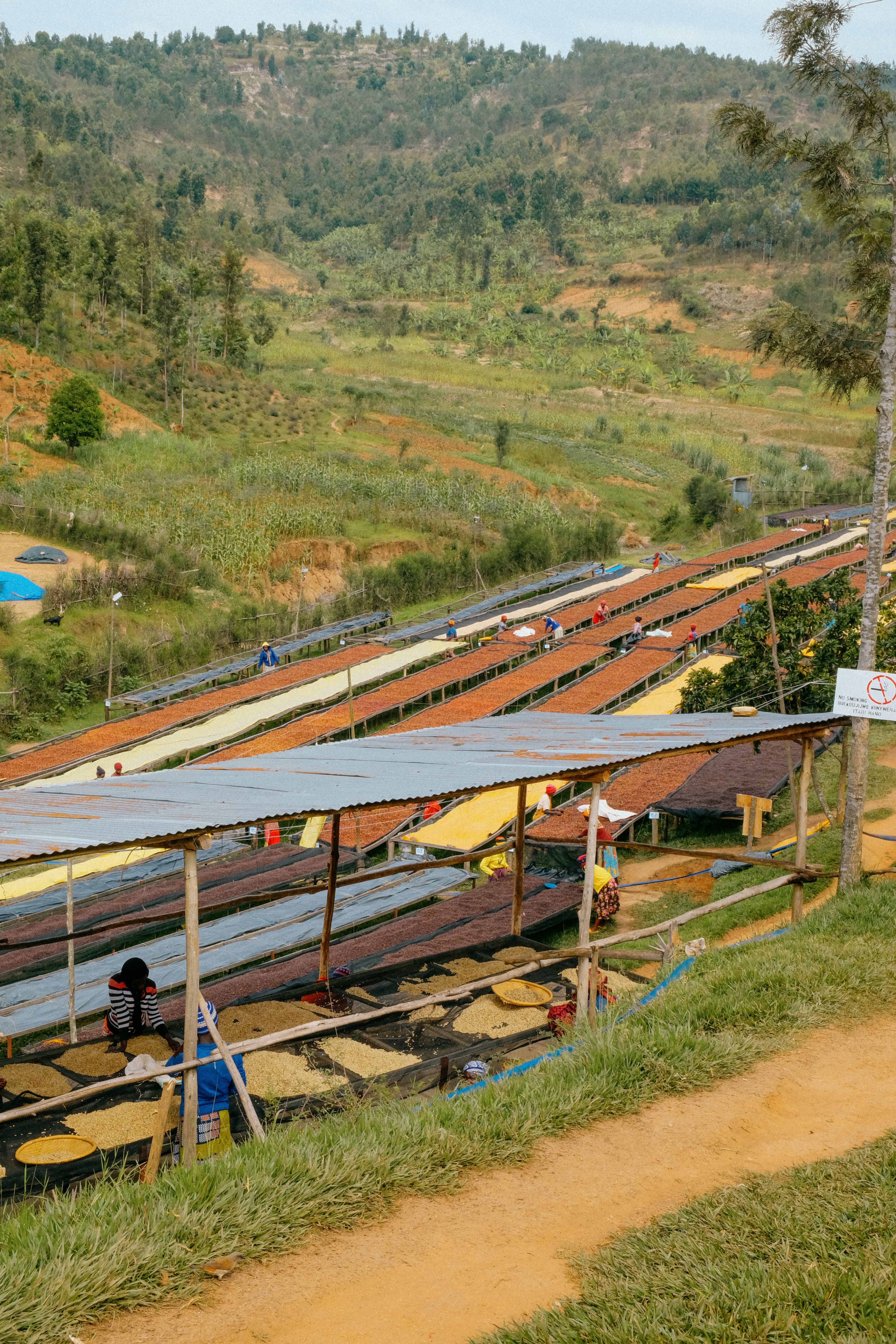 Café  en grains ou moulu Woman Project