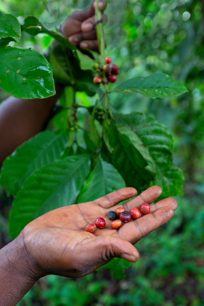 Café Strawberry en grains ou moulu Colombie