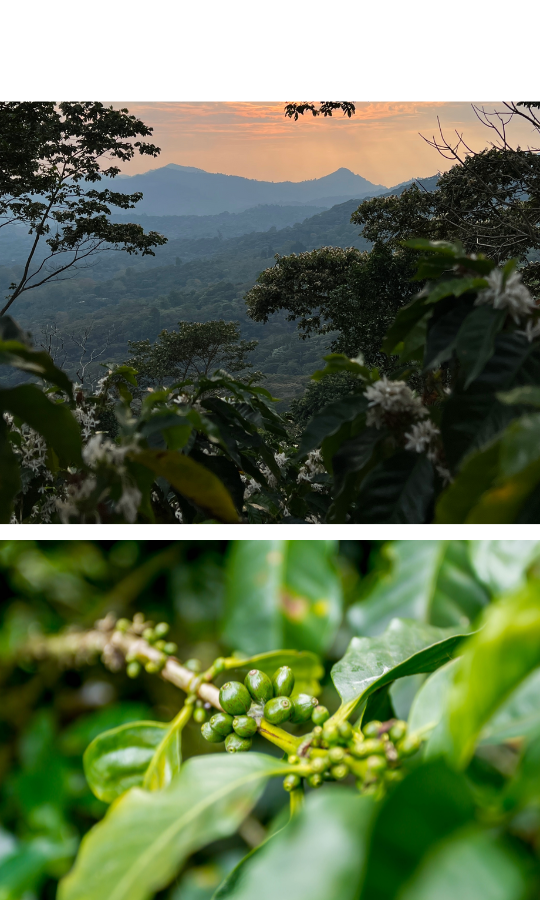 Café Strawberry en grains ou moulu Colombie