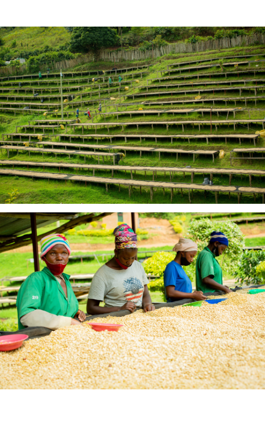 Café Strawberry en grains ou moulu Colombie