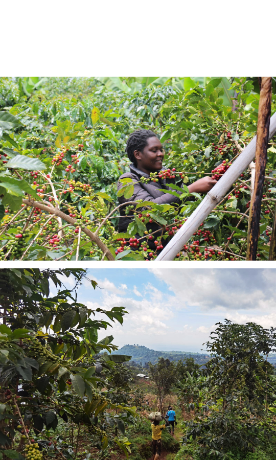 Café Strawberry en grains ou moulu Colombie