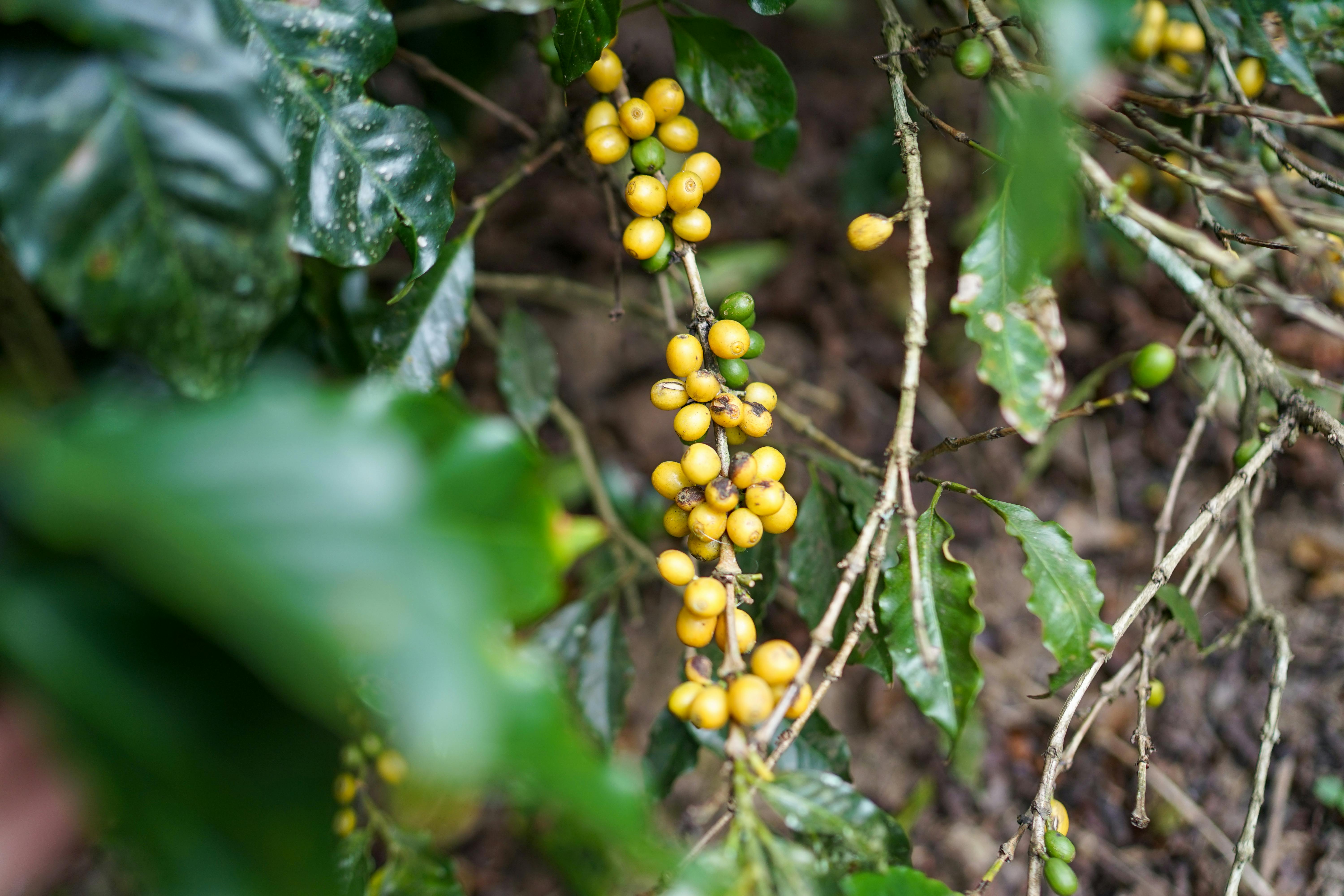 Café jag summer grain ou moulu