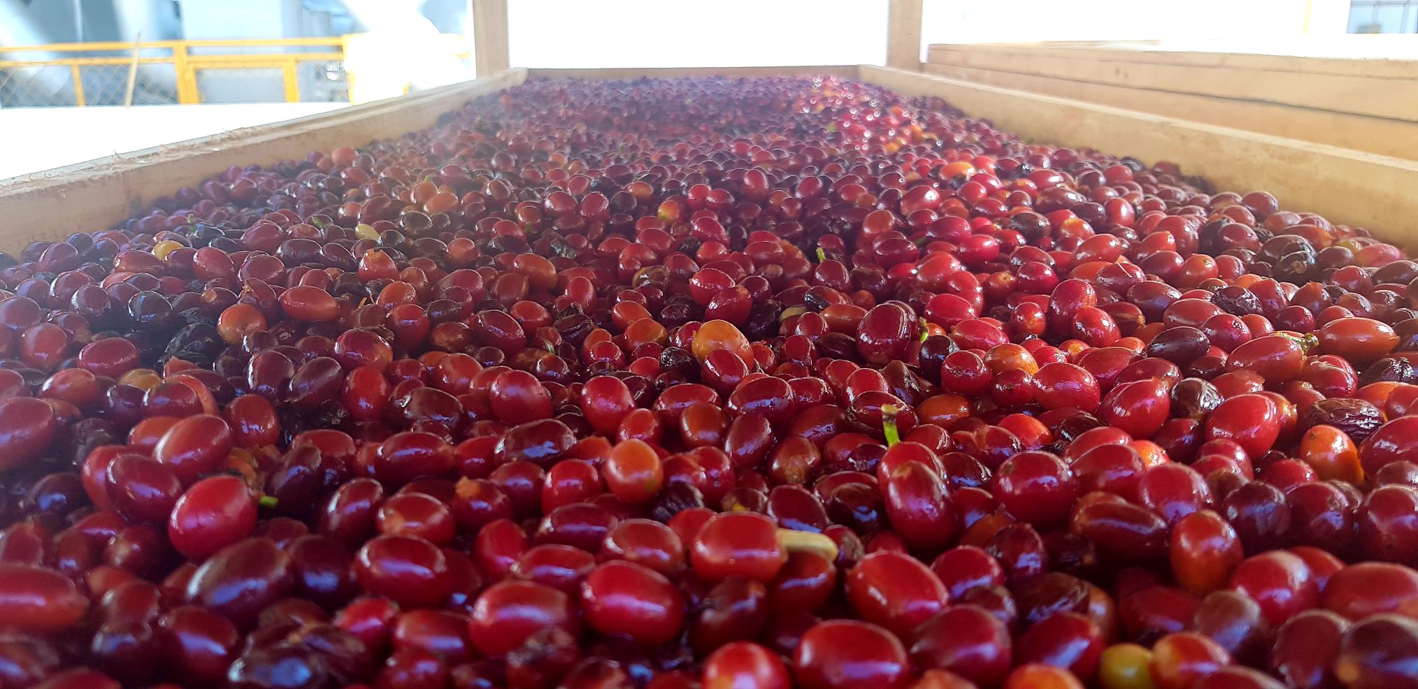 Café Strawberry en grains ou moulu Colombie