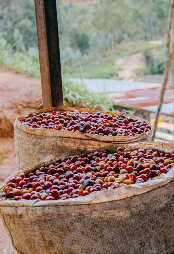 Café  en grains ou moulu Woman Project