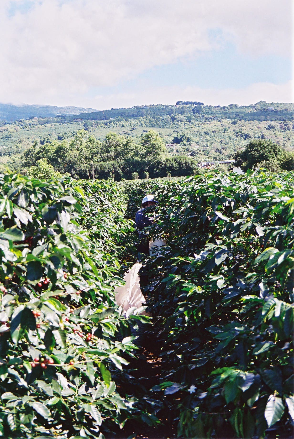 Café en grains ou moulu Costa Rica Tico