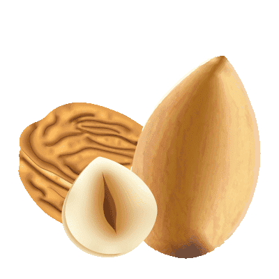 illustration de fruits à coque : amande, noisette et noix