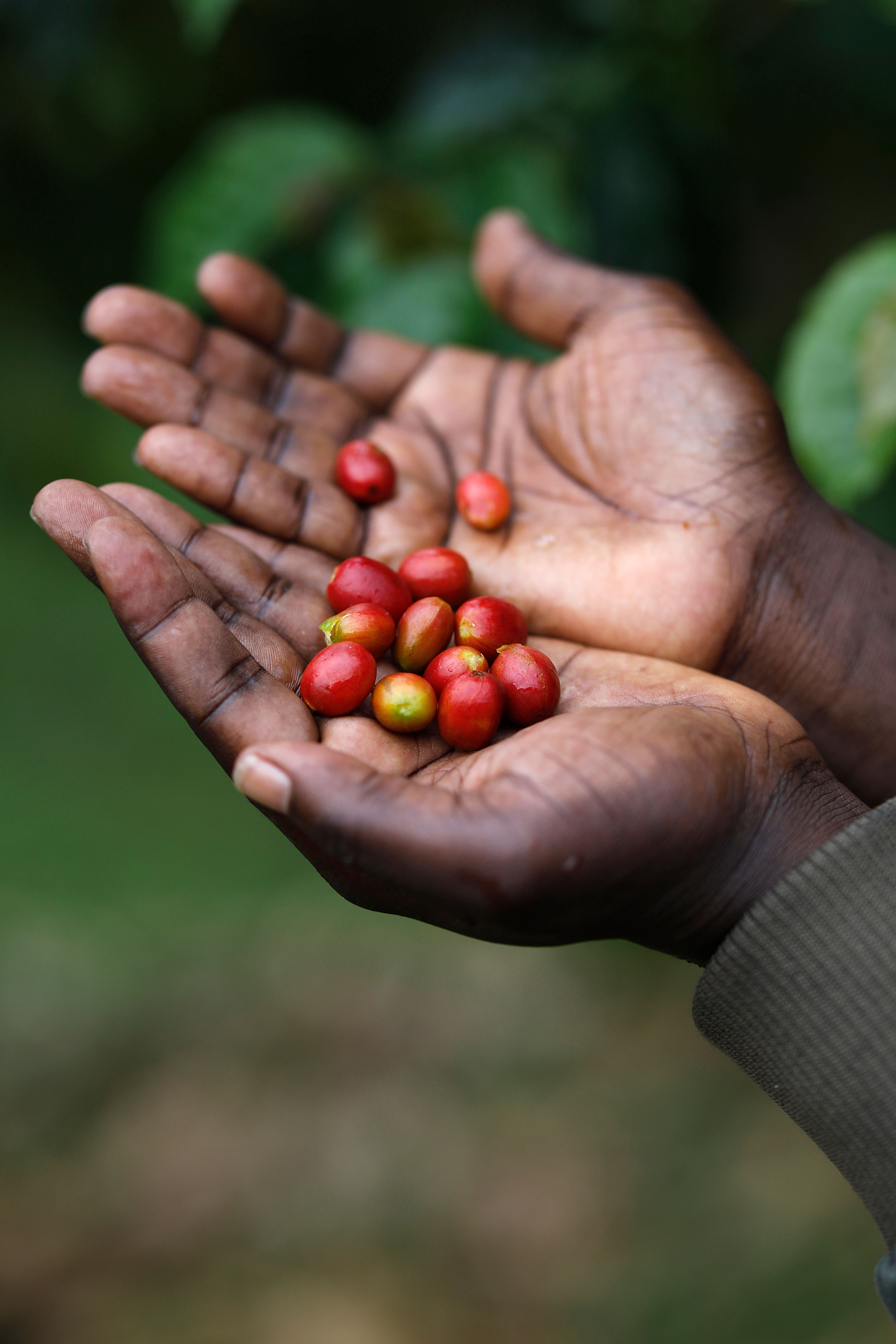 Café Strawberry en grains ou moulu Colombie