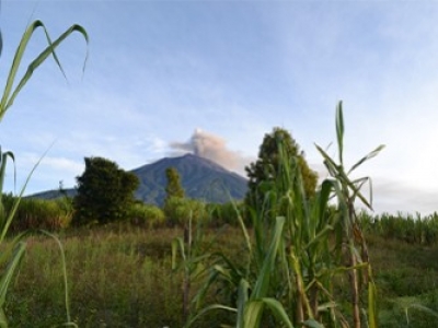 Un café qui pousse à l’ombre du volcan Kerinci